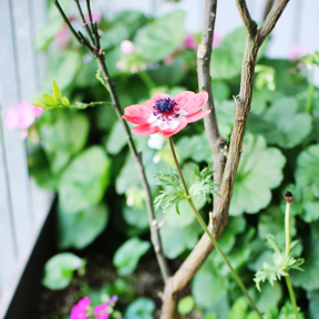 都会にさいた一輪の花